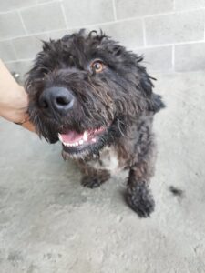 Murisengo, cane sequestrato: condizioni di grave trascuratezza