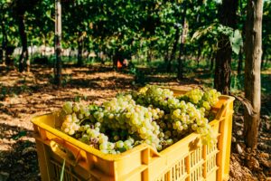 Vendemmia 2024: rese buone e qualità eccellente