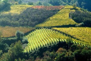 Casale Monferrato: agricoltura in difficoltà, l’appello per salvare il Monferrato