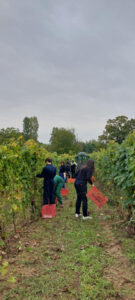 Al Luparia l’anno scolastico 24/25 inizia con la vendemmia