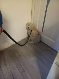 Cagnolino sequestrato a Pontestura: era chiuso in uno sgabuzzino