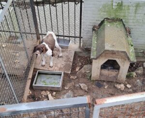 Cane tenuto in condizioni fatiscenti: sequestro a Serralunga di Crea