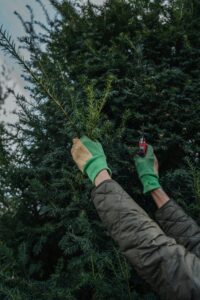 Divieto di transito in Via Visconti per rimozione vegetazione