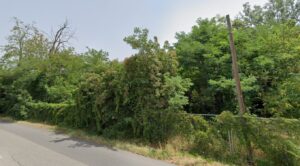 Via Visconti, al via la messa in sicurezza della vegetazione