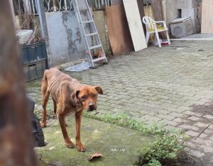 Alessandria, due cani abbandonati salvati dalle Guardie zoofile Oipa