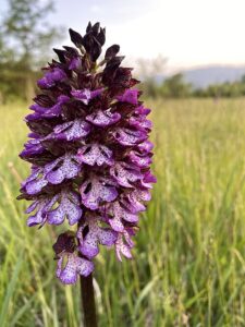 Vignale Monferrato: camminata alla scoperta delle orchidee spontanee