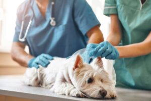 Bando per spese veterinarie a Casale: domande dal 3 giugno