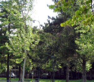 Casale Ci Siamo, Pd e Casale per i Giovani presentano mozione sul verde urbano