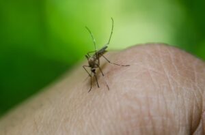West Nile Virus: il vademecum della Regione Piemonte