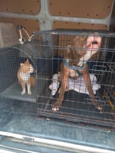 Casale, sequestrati cane pitbull e gatto per abbandono e incuria