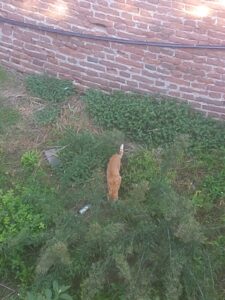 Casale, gatto nel fossato del castello: le operazioni di recupero