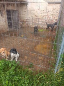 Sequestrati cinque cani a Casale: condizioni igieniche critiche