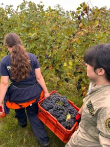 Vendemmia al Luparia, scuola e tradizione tra i filari di San Martino