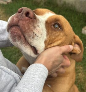 Torna “La Zampettata”, la camminata solidale nel cuore di Casale