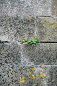 Consumo di suolo e rinnovabili? «Serve equilibrio»