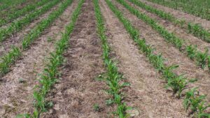 Anticipi Pac, Coldiretti Piemonte: “Boccata d’ossigeno per le imprese agricole”